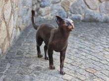 Bronze Skulptur "Katze" XXL