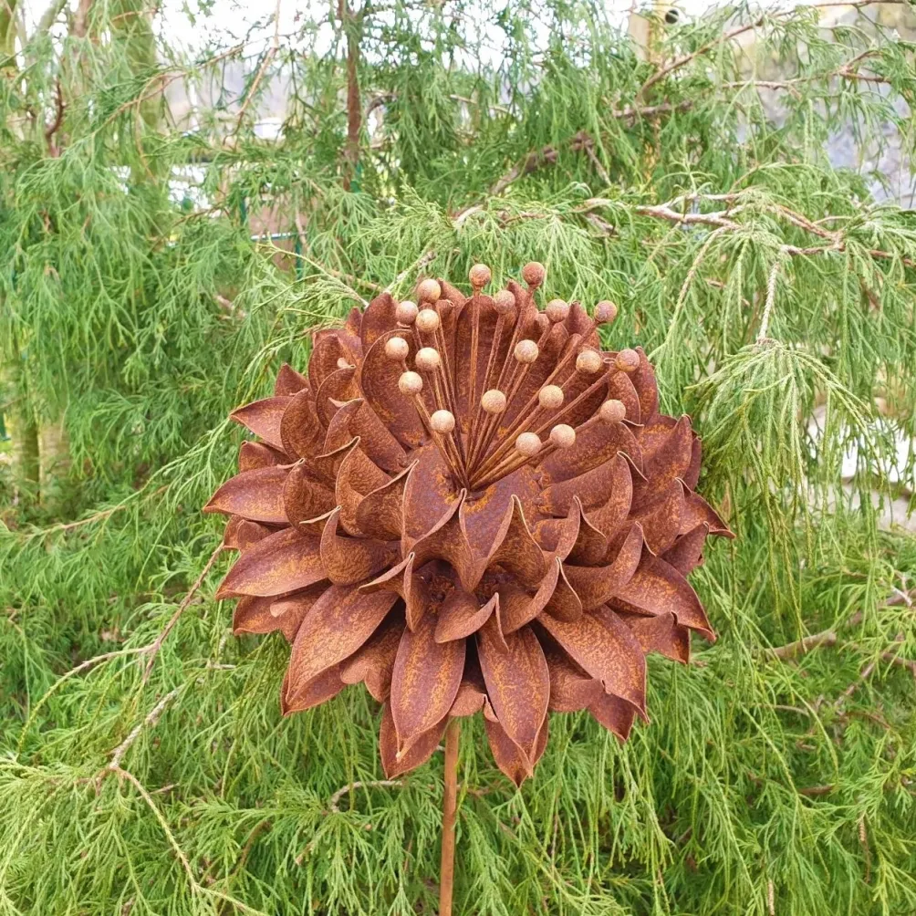 Edelrostblume "Kaktusdahlie"